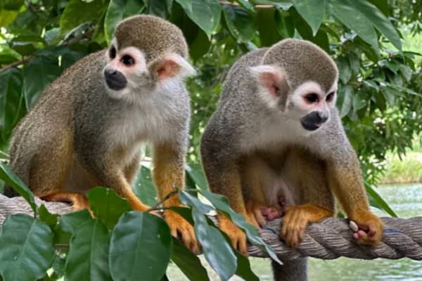 a famosa safari wonderland